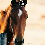 The Originals Access, Le Canter 2* Saumur